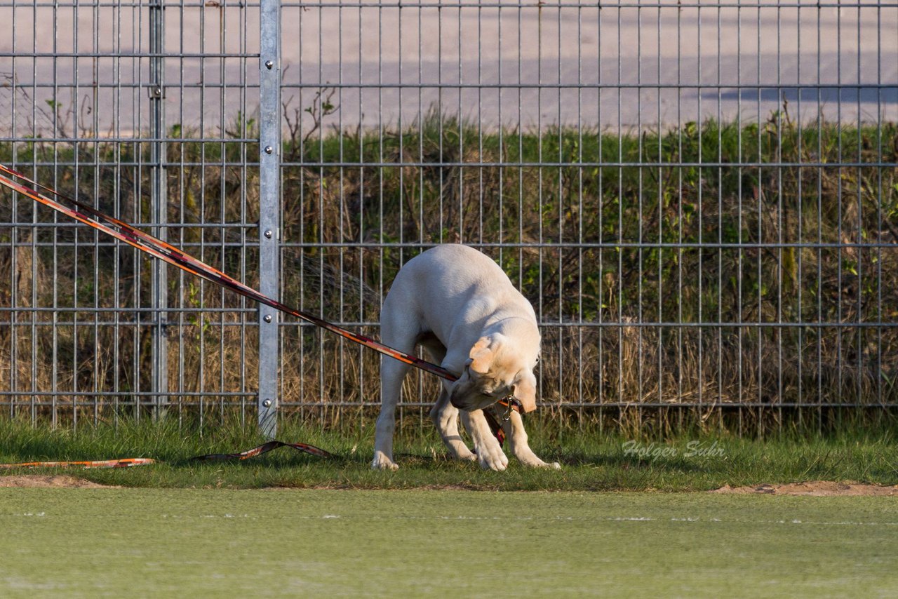 Bild 113 - D-Juniorinnen FSC Kaltenkirchen - SV Wahlstedt : Ergebnis: 3:1